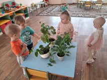 Младшая группа. "Уход за комнатными растениями"