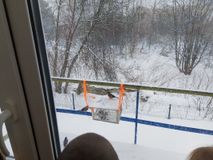 Наблюдение за птицами у кормушки