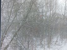 Наблюдение за птицами у кормушки