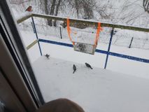 Наблюдение за птицами у кормушки