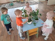 Младшая группа. "Уход за комнатными растениями"