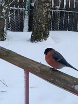 Снегирь