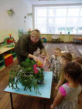 Комнатные растения